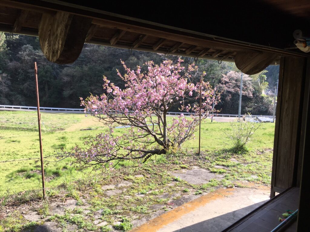 縁側から見える桜